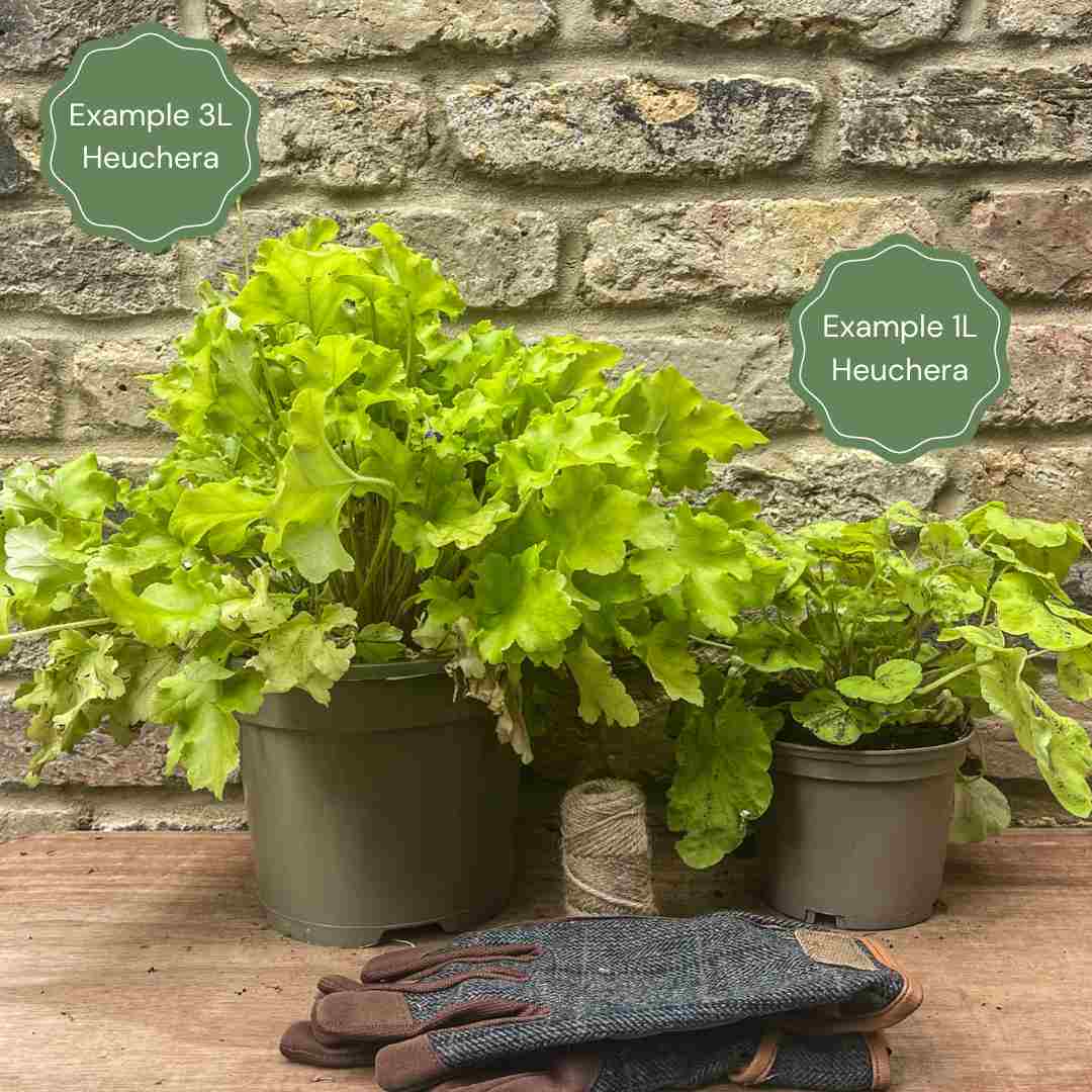 Heucherella 'Red Rover' - Image 4