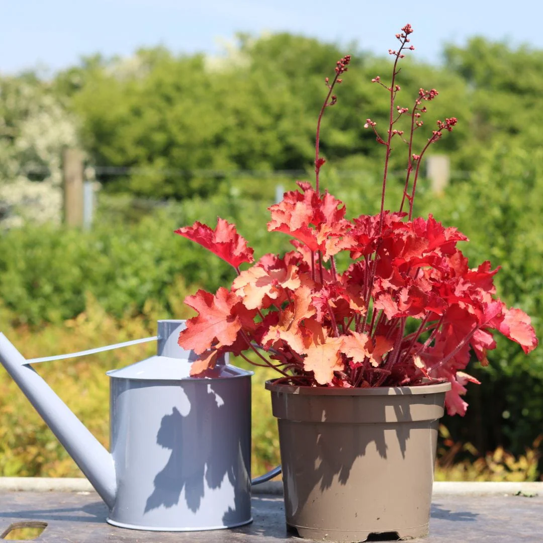 Heucherella 'Red Rover' - Image 6
