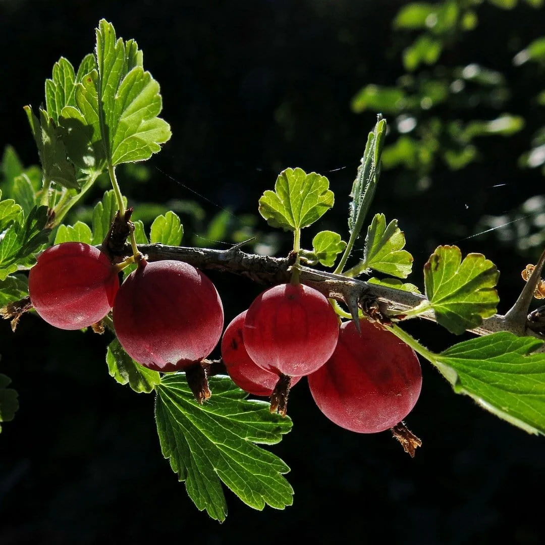 'Hinnonmaki Red' Gooseberry Bush - Image 3