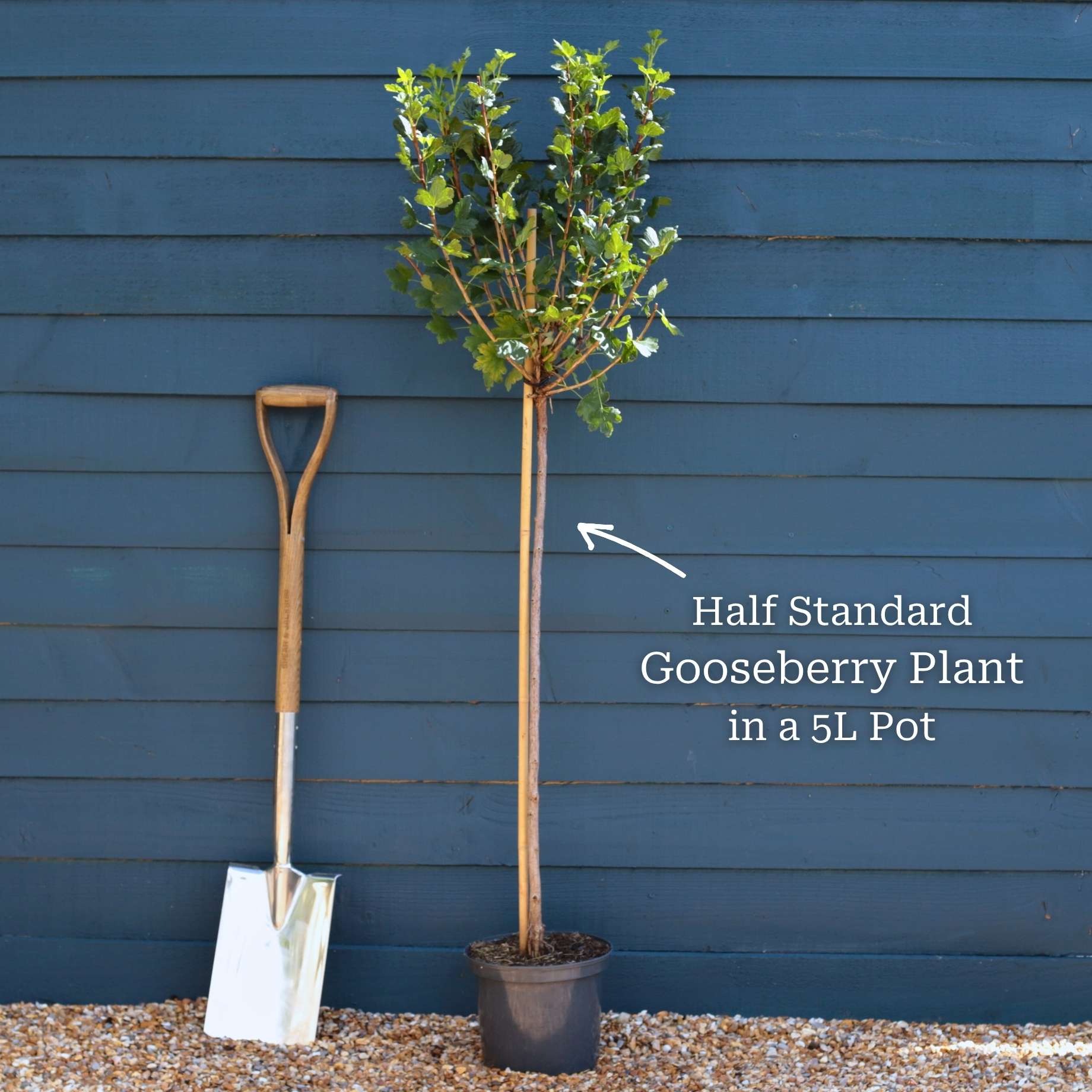 'Invicta' Gooseberry Bush - Image 4