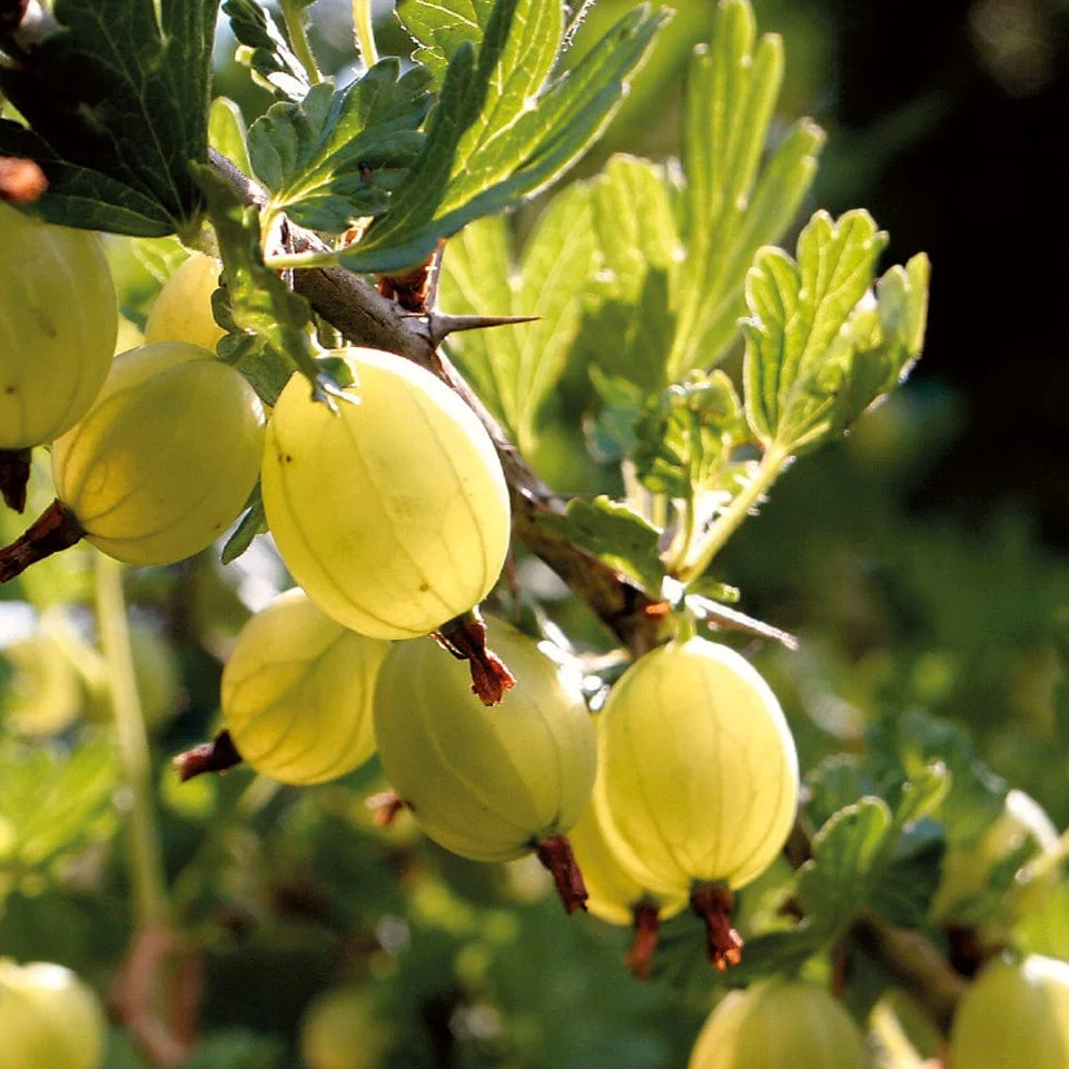 'Hinnonmaki Yellow' Gooseberry Bush
