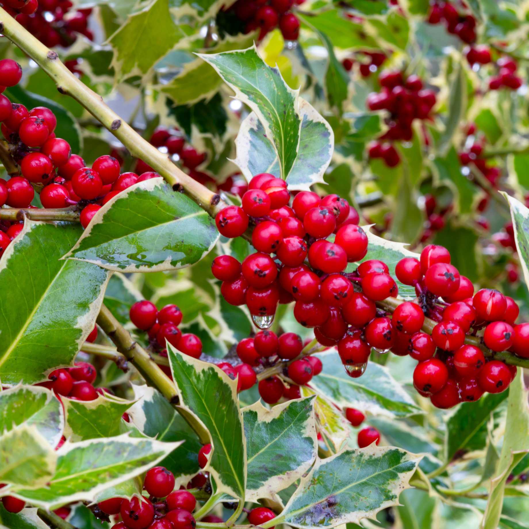Silver Variegated Holly | Ilex 'Argenteo Marginata' - Image 4