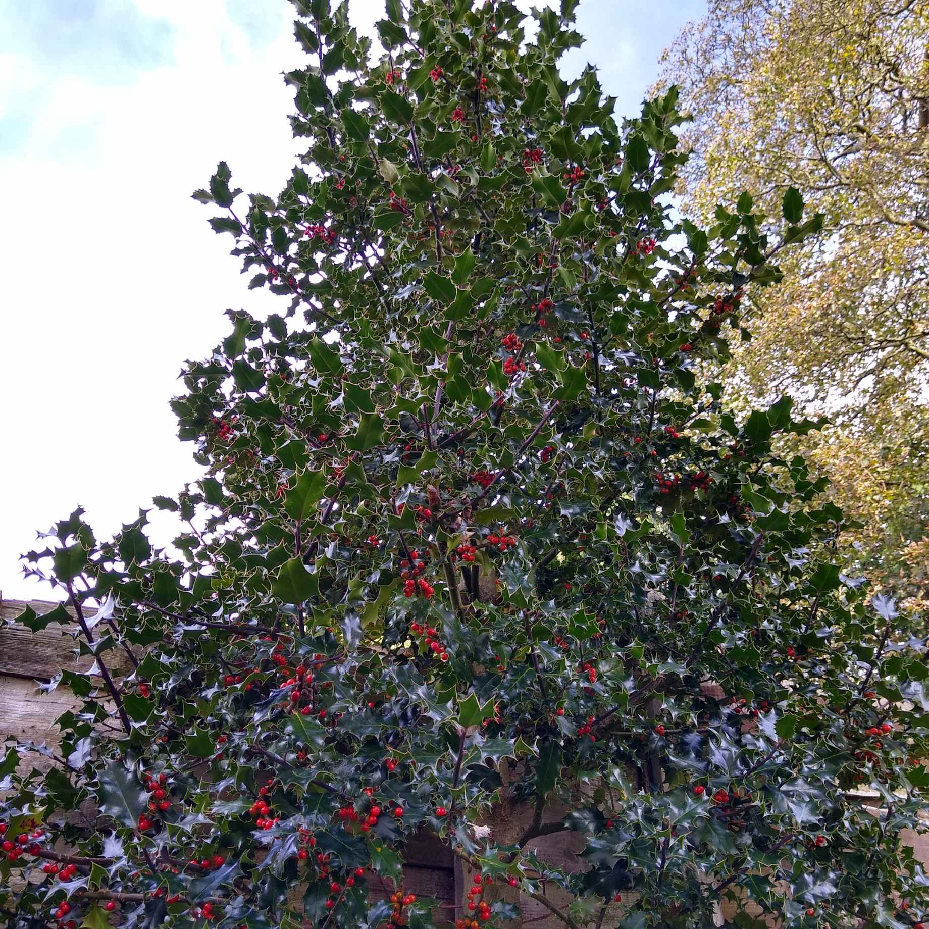 Pyramidal Holly | Ilex 'Nellie R Stevens' - Image 2