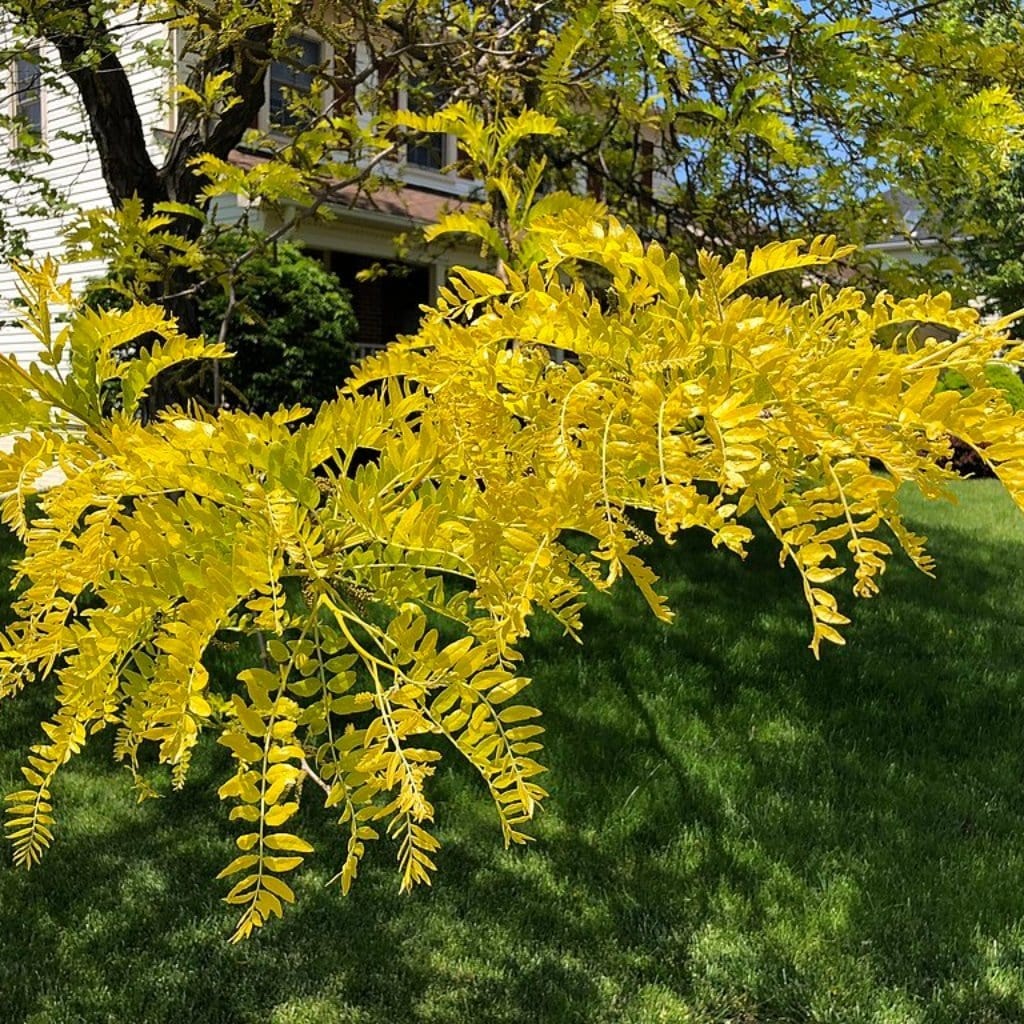 Honeylocust Tree | Gleditsia triacanthos 'Sunburst' - Image 3