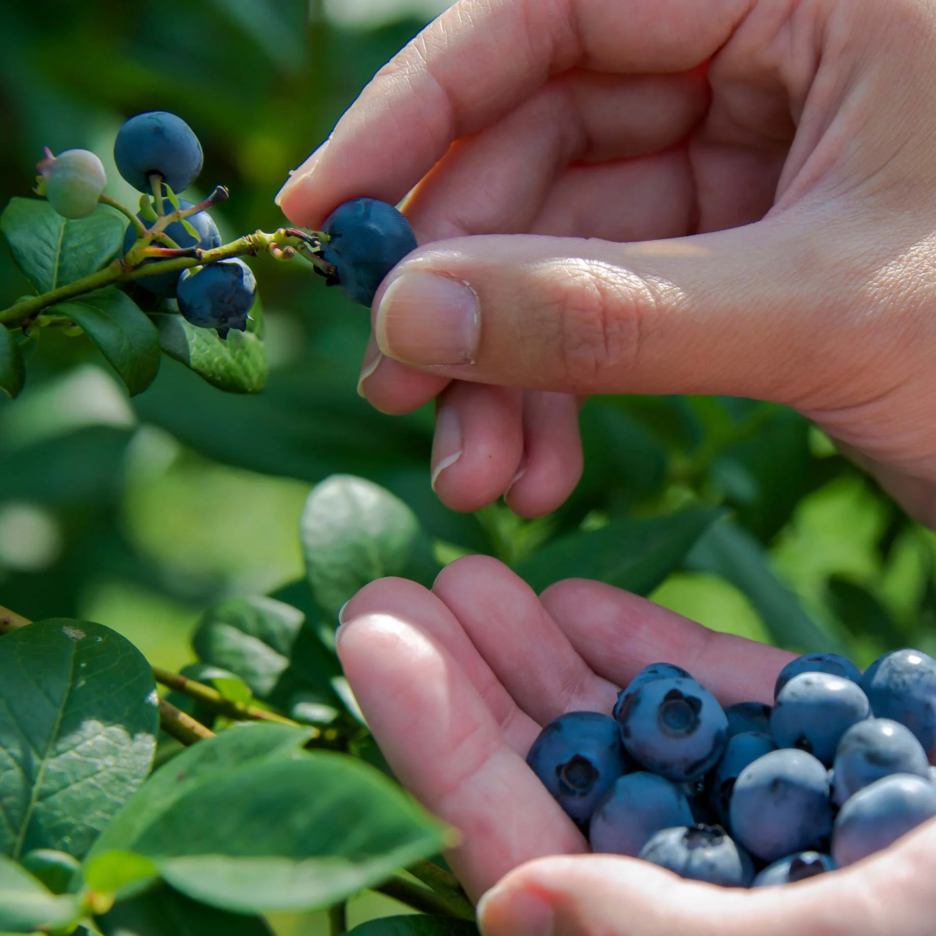 'Hortblue Petite' Blueberry Bush - Image 2