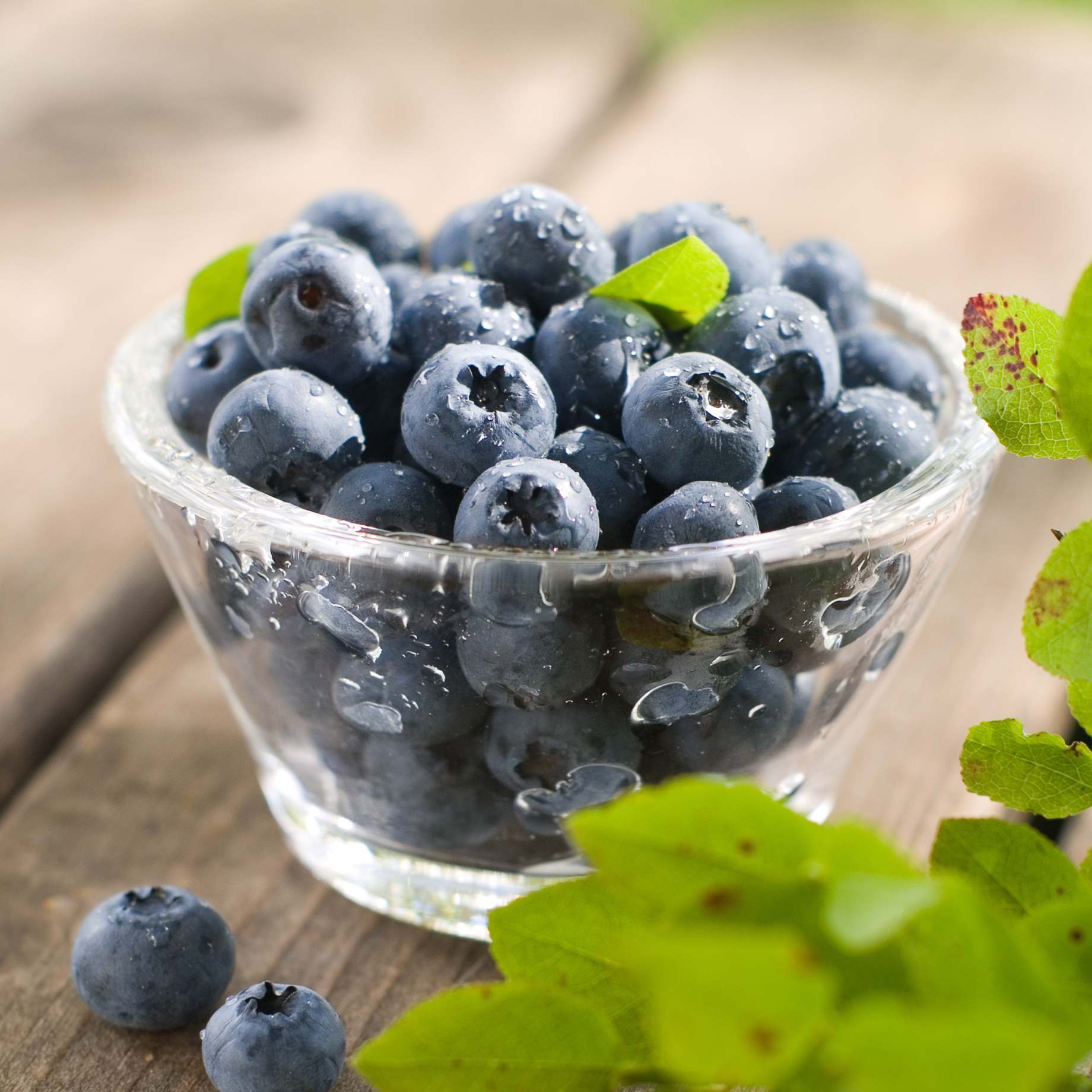 'Hortblue Petite' Blueberry Bush - Image 4