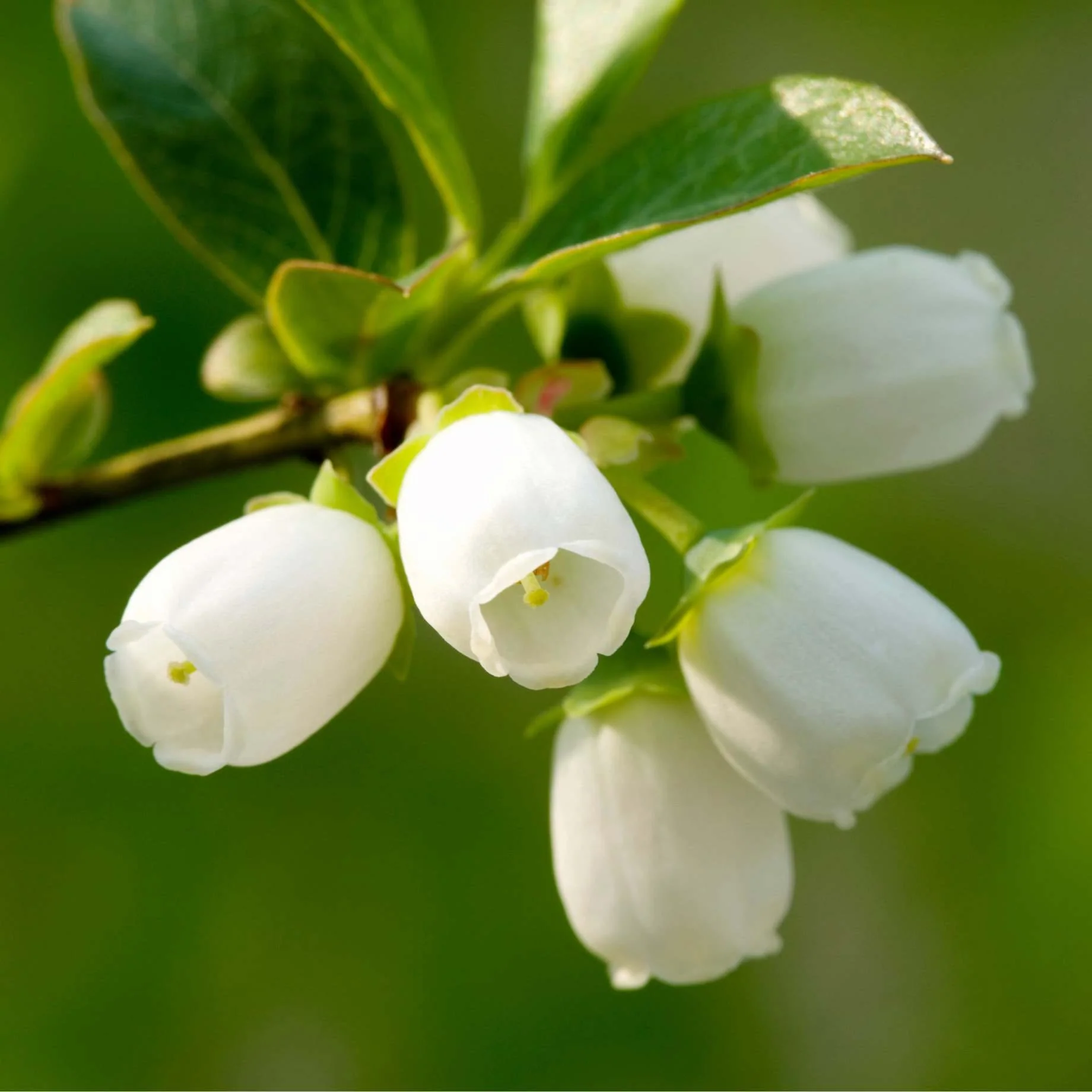 'Hortblue Petite' Blueberry Bush - Image 5