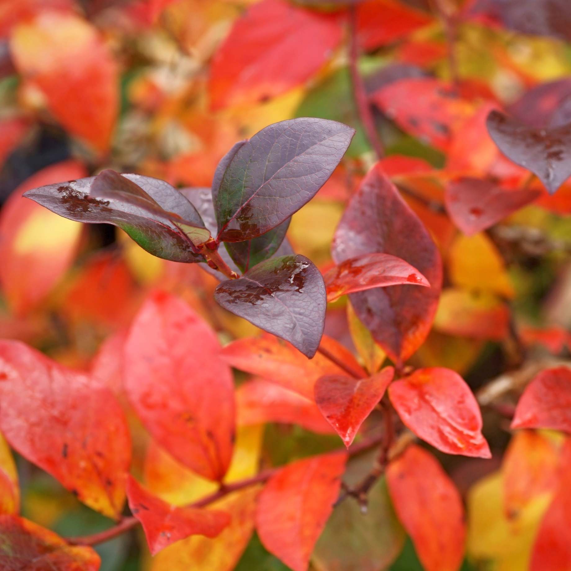 'Hortblue Petite' Blueberry Bush - Image 6