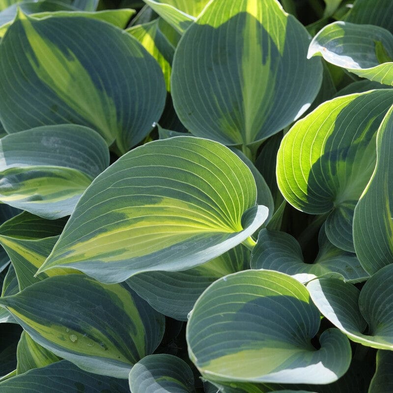 Hosta 'Catherine' - Image 2