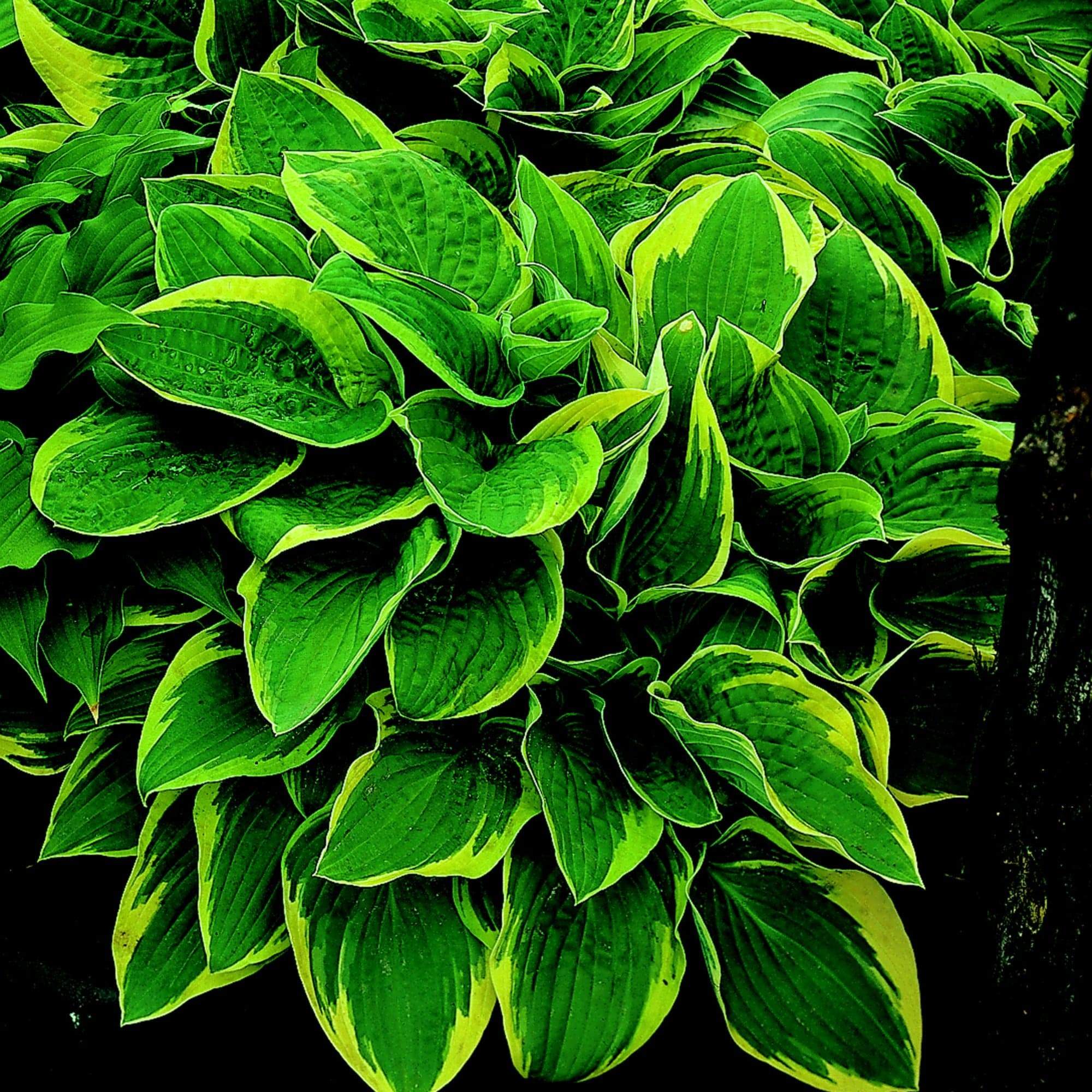 Best Ever Hosta Collection - Image 2