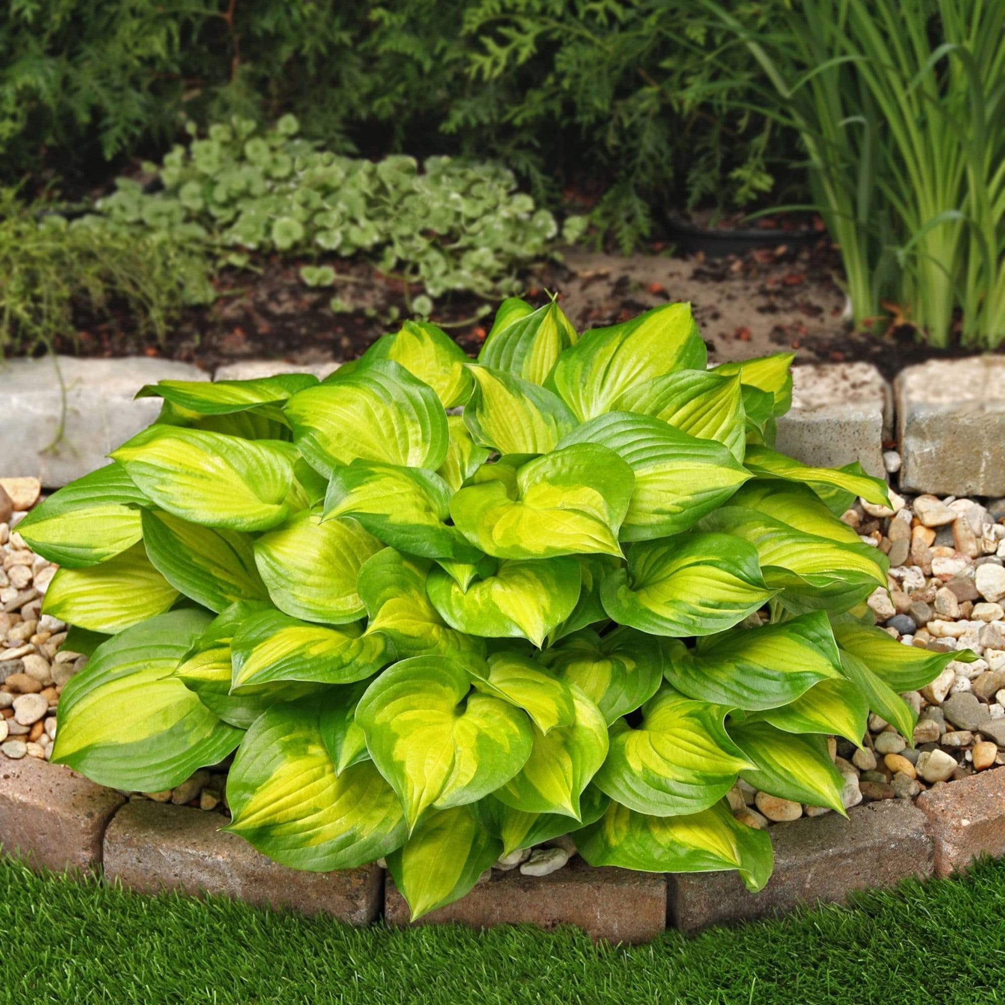 Best Ever Hosta Collection - Image 3
