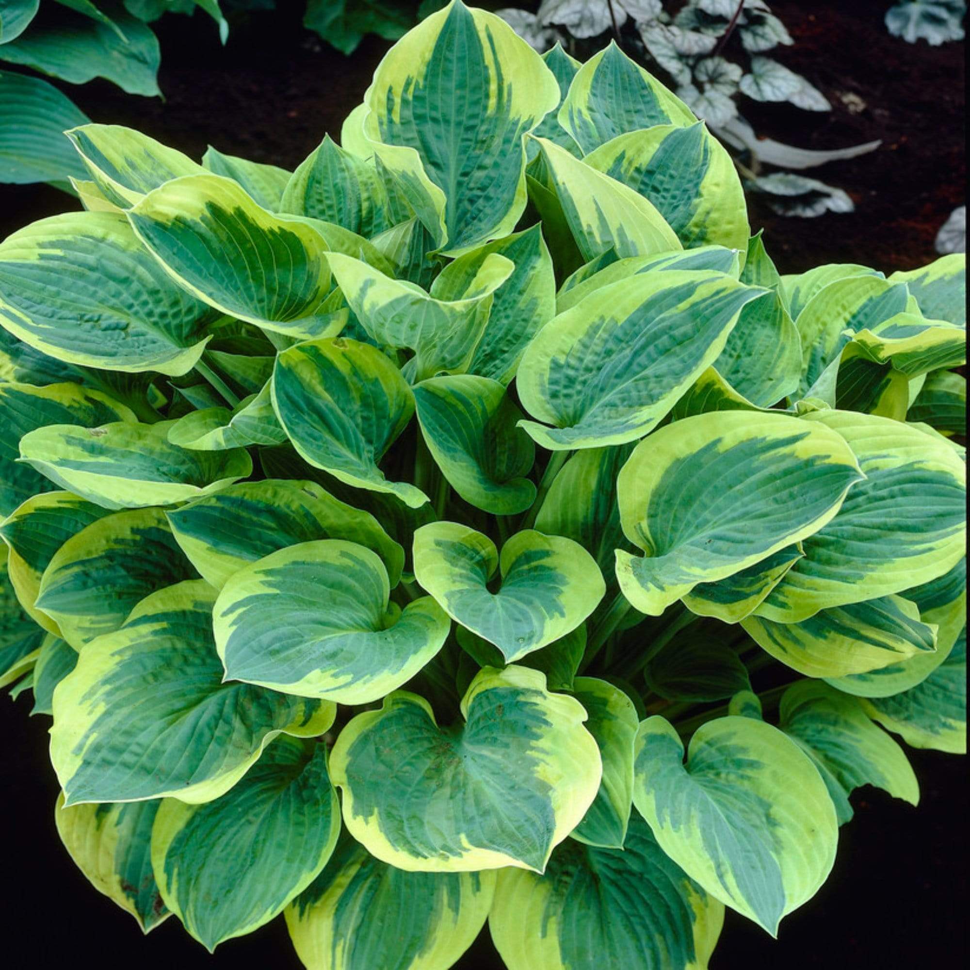 Best Ever Hosta Collection - Image 4