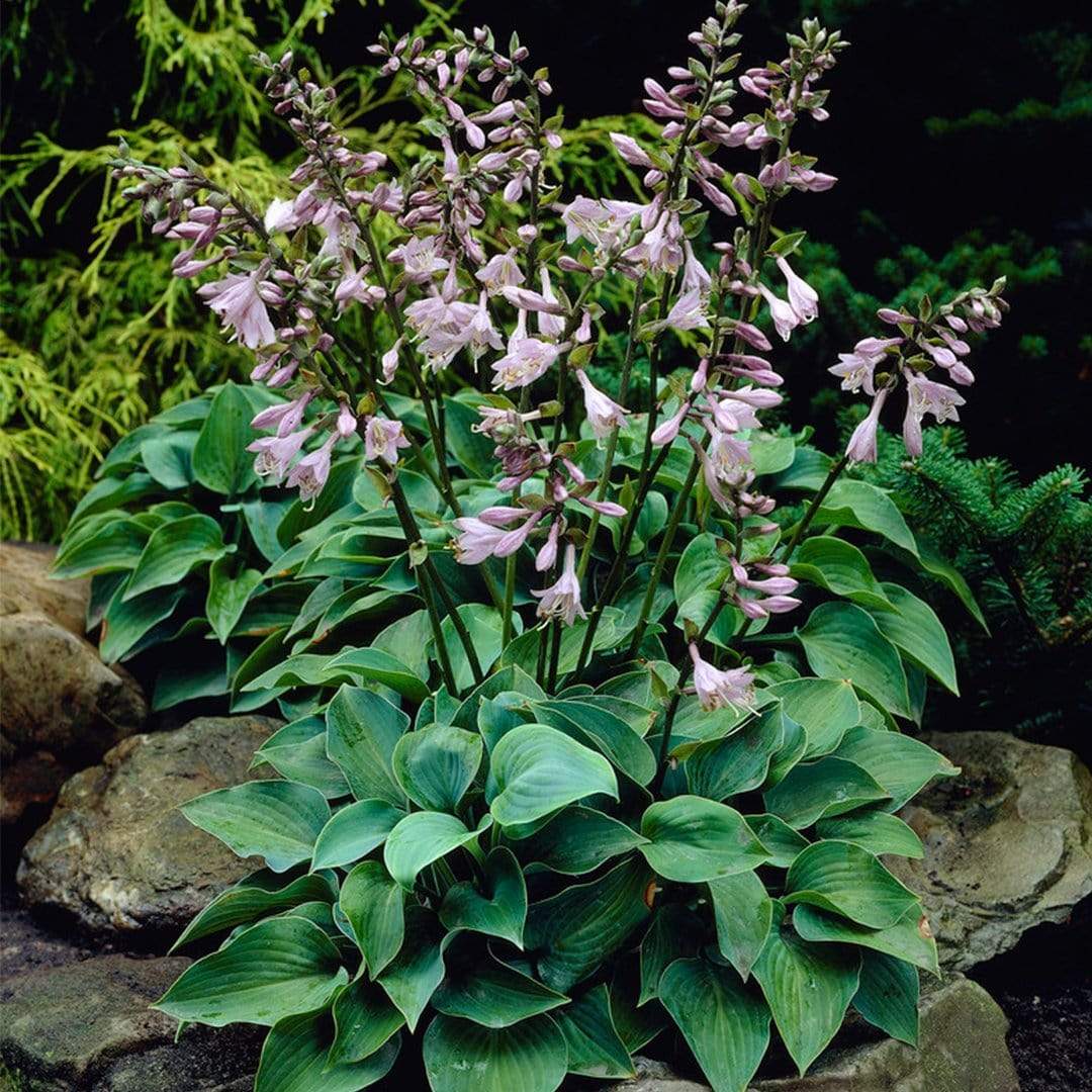 Best Ever Hosta Collection - Image 5