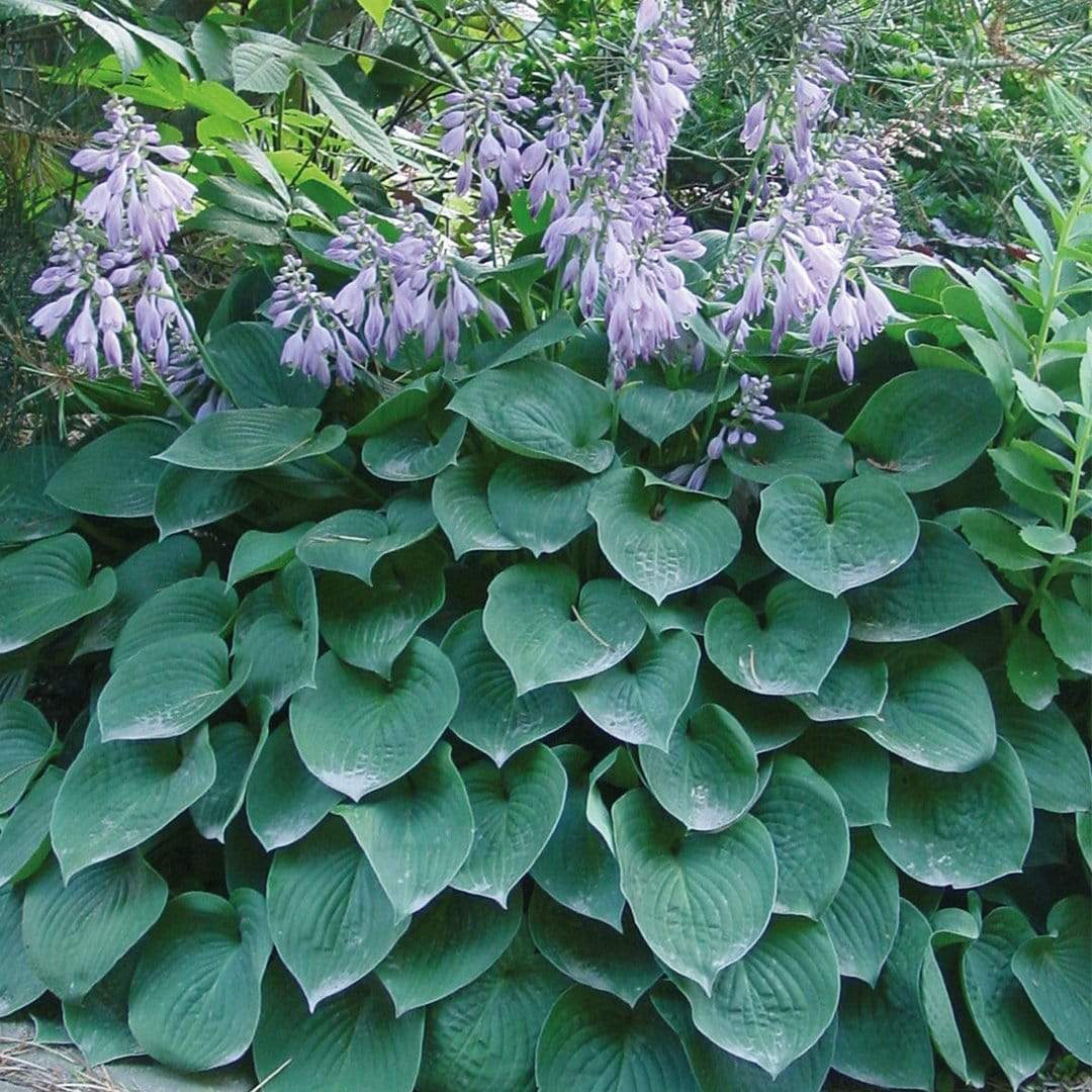 Best Ever Hosta Collection - Image 6