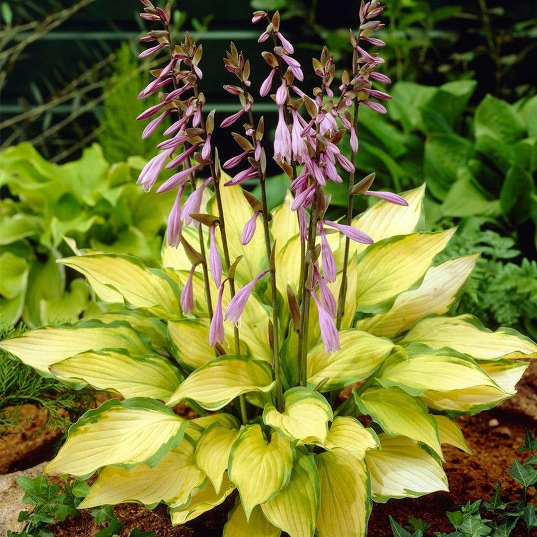 Best Ever Hosta Collection - Image 7