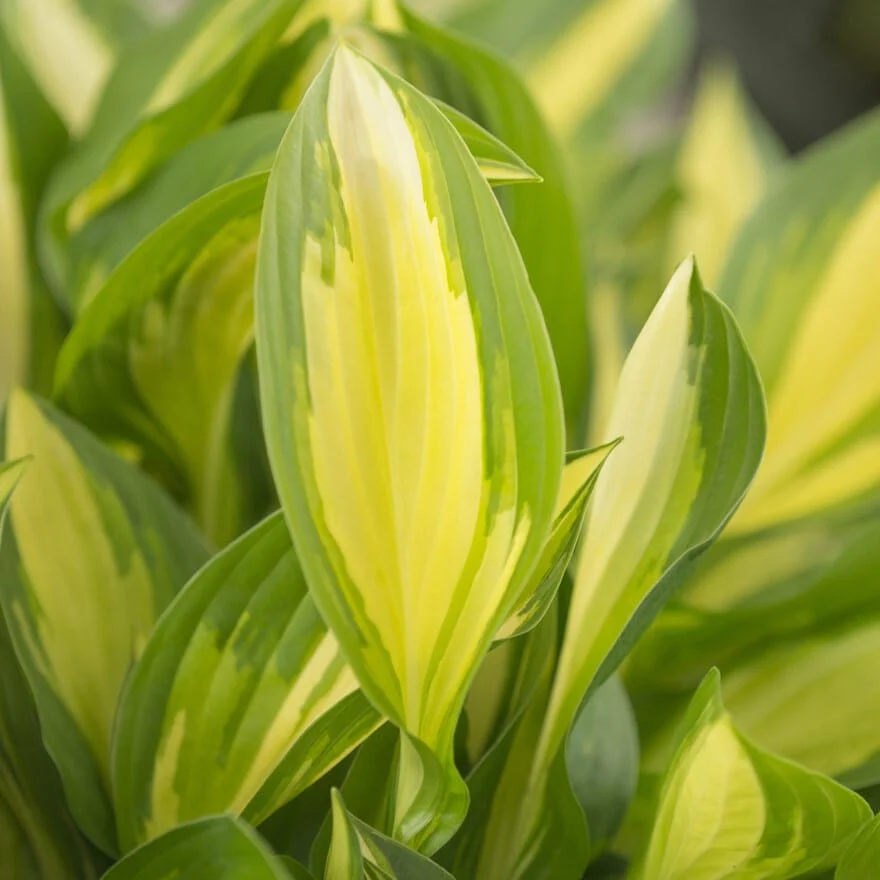 Hosta 'Lakeside Little Tuft' - Image 2