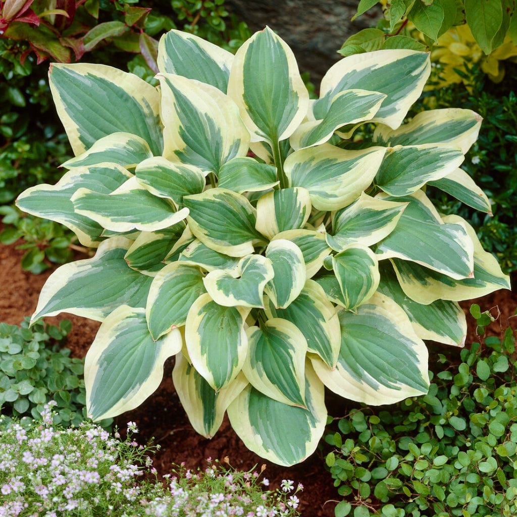 Hosta 'Pilgrim' - Image 2