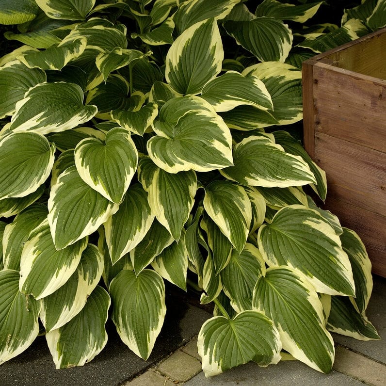 Hosta 'Pilgrim' - Image 3