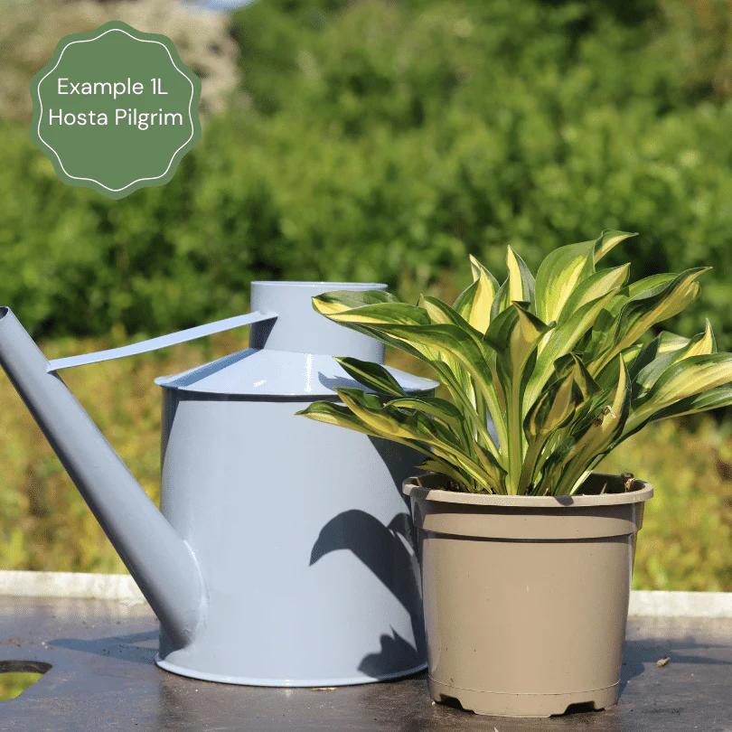 Hosta 'Pilgrim' - Image 4