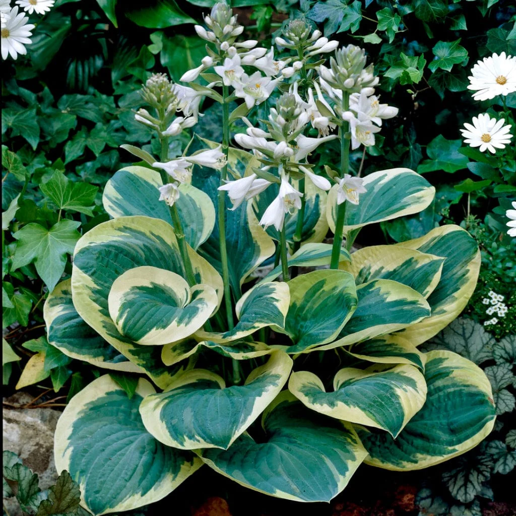 Hosta 'Snow Cap' - Image 2