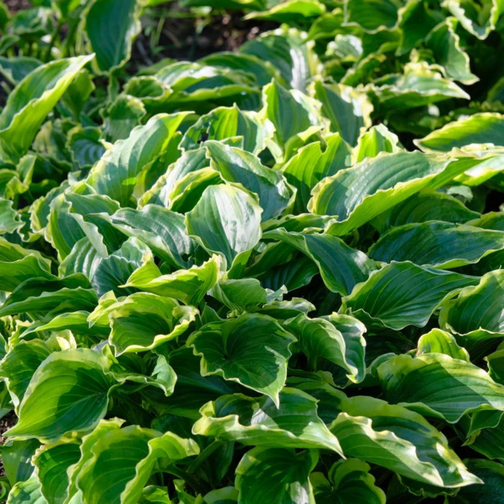 Hosta 'Sugar & Spice'