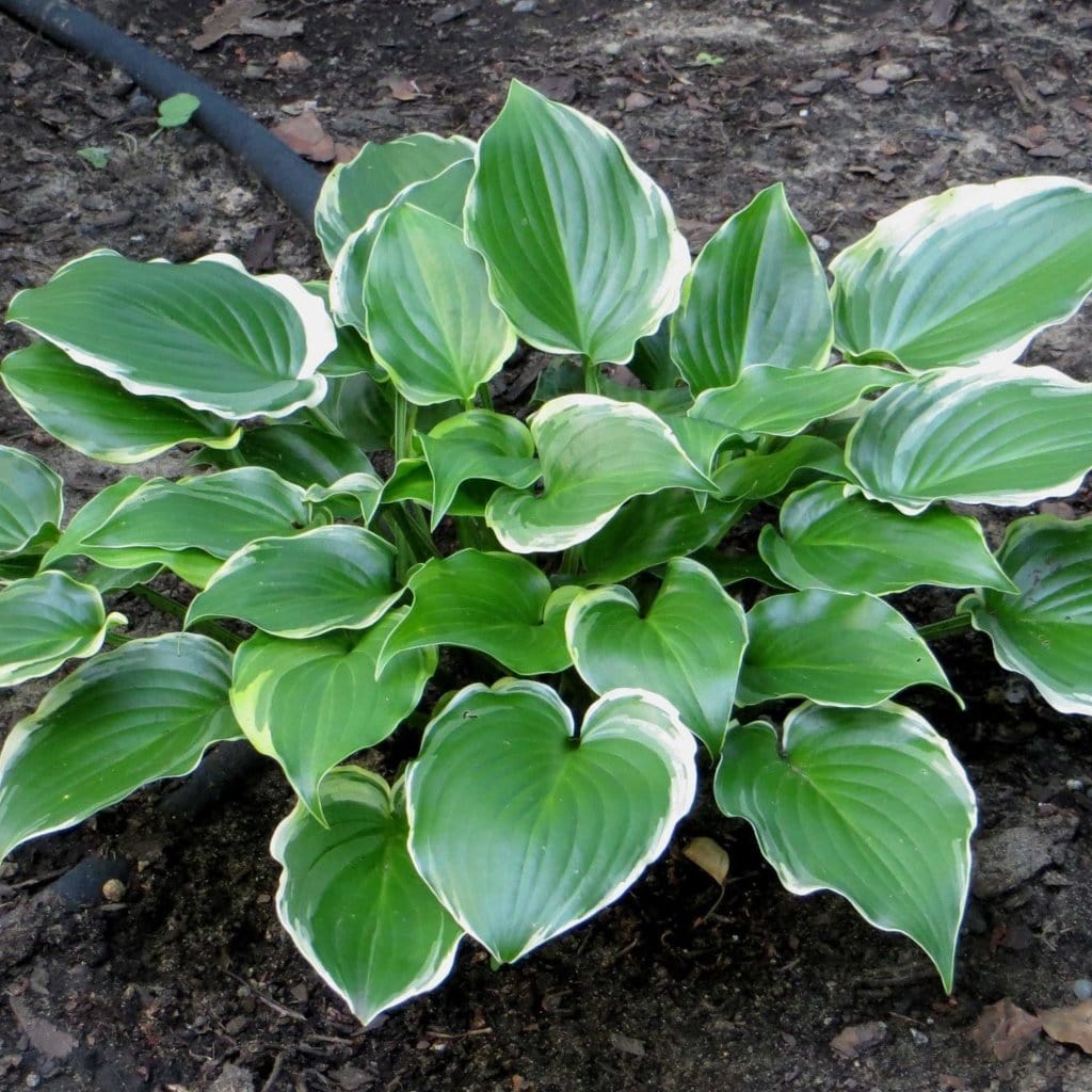Hosta 'Sugar & Spice' - Image 2