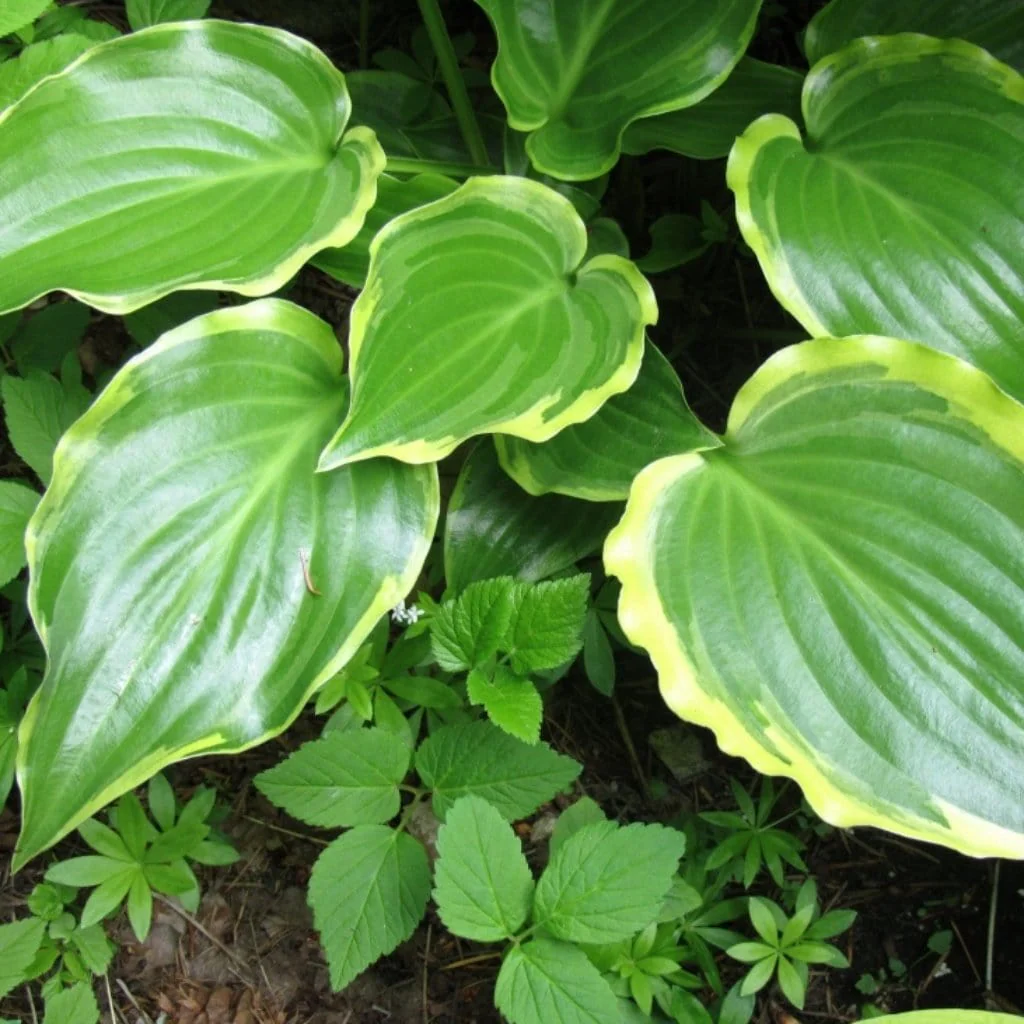 Hosta 'Sugar & Spice' - Image 3