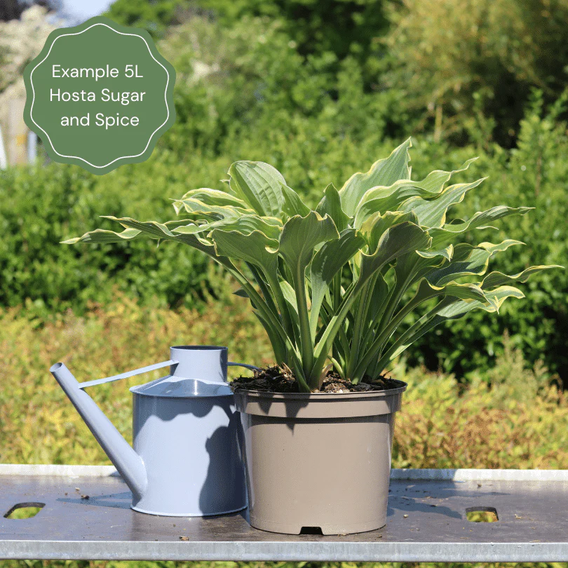 Hosta 'Sugar & Spice' - Image 4