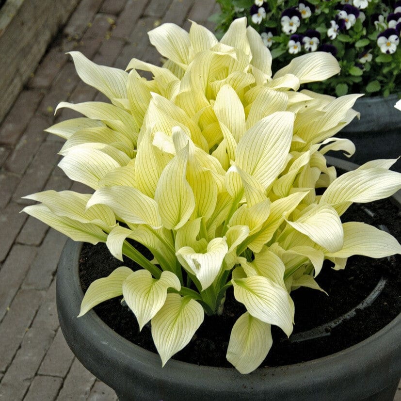 Hosta 'White Feather' - Image 2