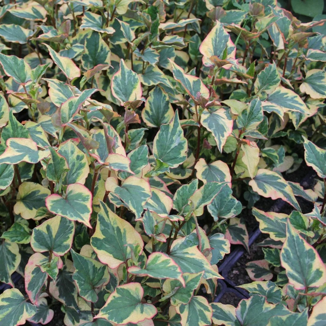 Houttuynia cordata 'Chameleon'