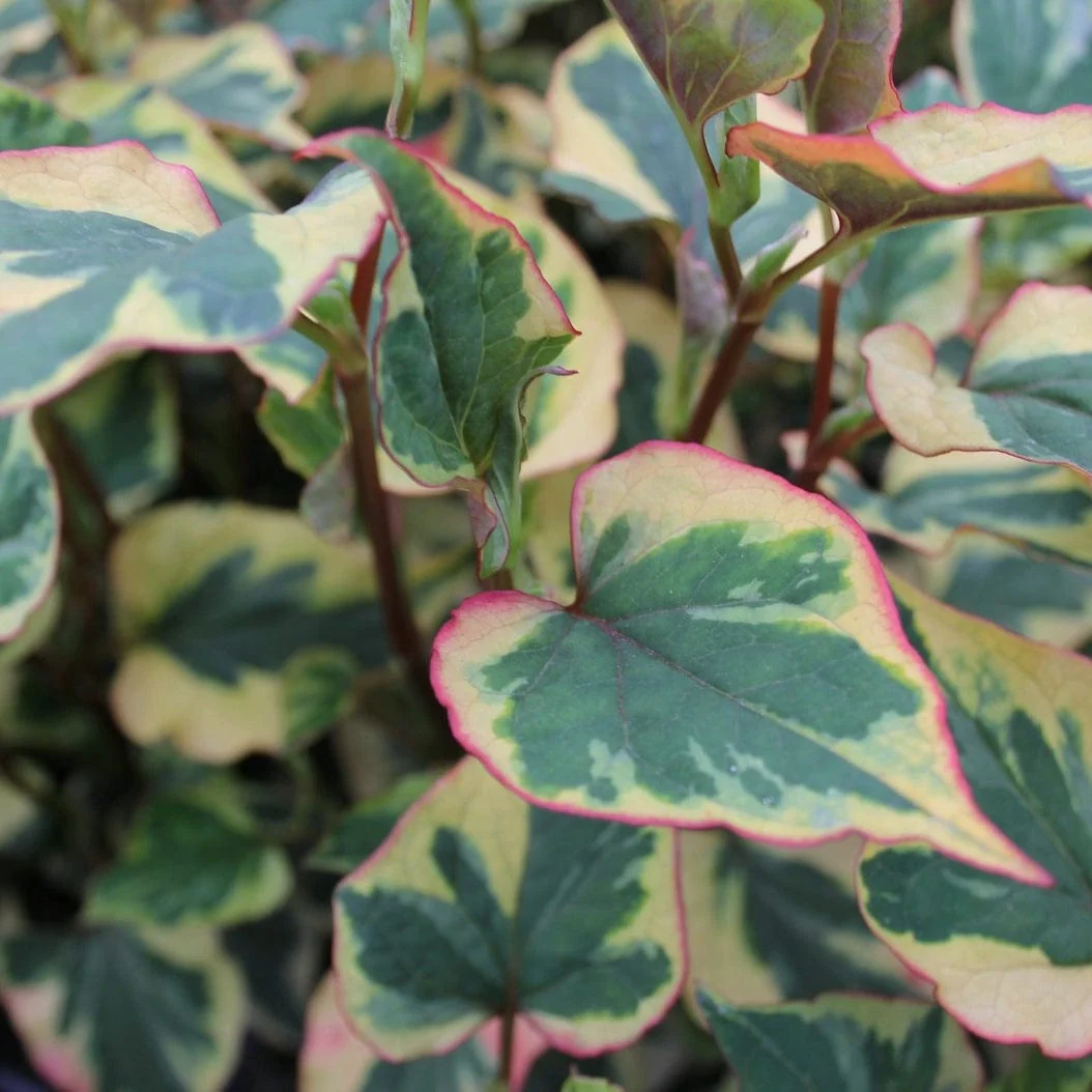Houttuynia cordata 'Chameleon' - Image 2