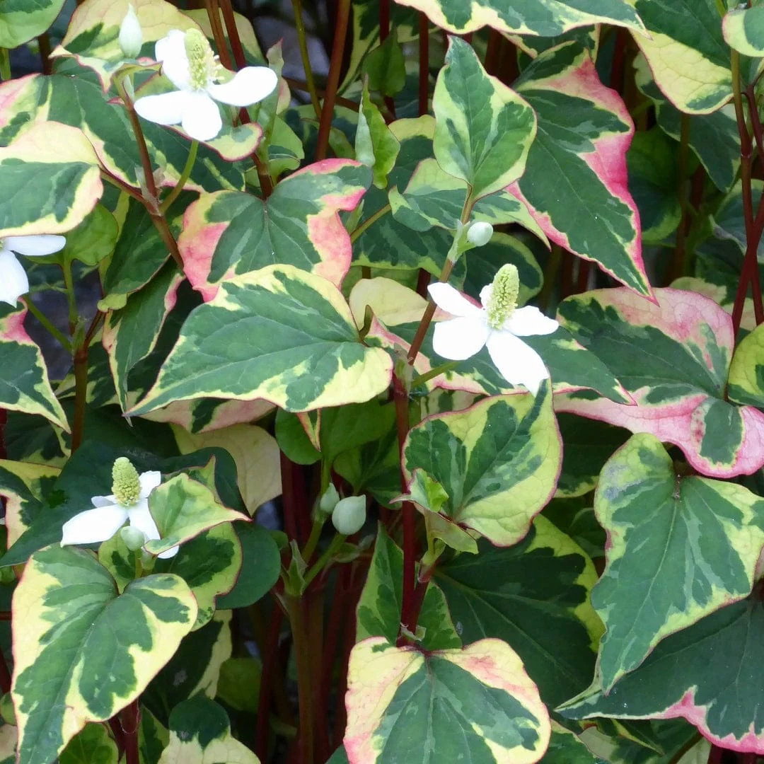 Houttuynia cordata 'Chameleon' - Image 3