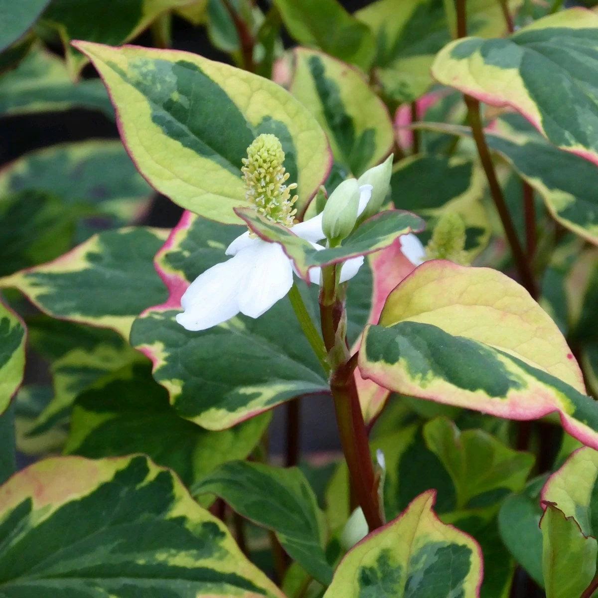 Houttuynia cordata 'Chameleon' - Image 4