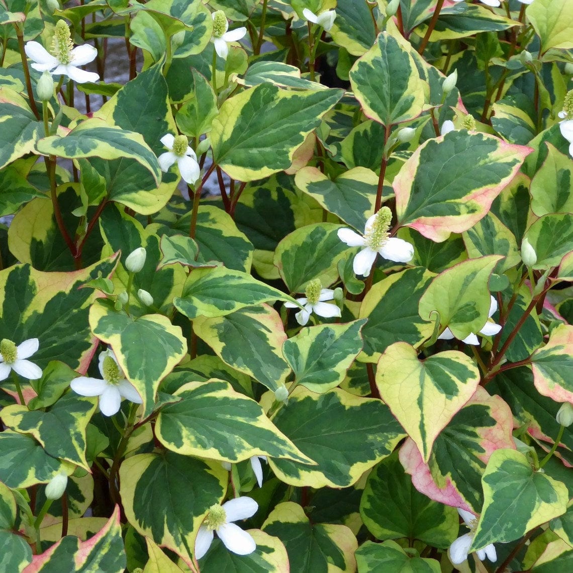 Houttuynia cordata 'Chameleon' - Image 5