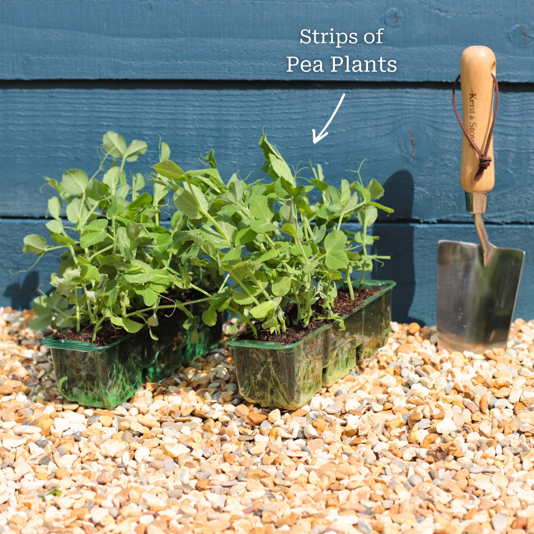 'Hurst Greenshaft' Pea Plants - Image 4