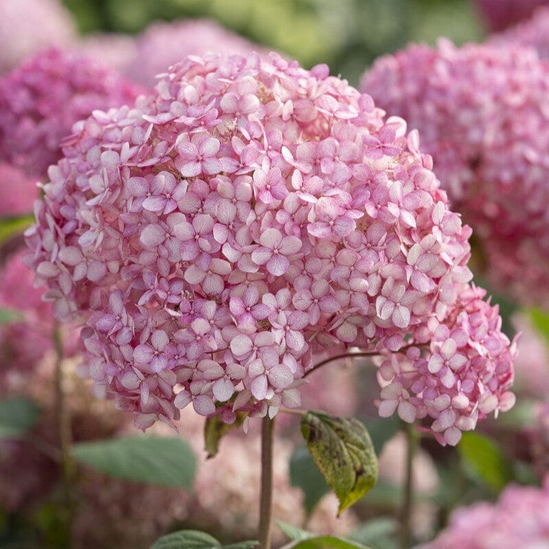 Hydrangea arborescens 'Pink Annabelle'