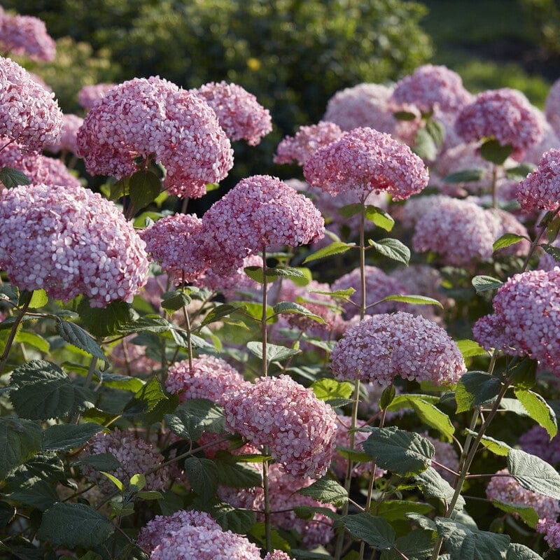 Hydrangea arborescens 'Pink Annabelle' - Image 2