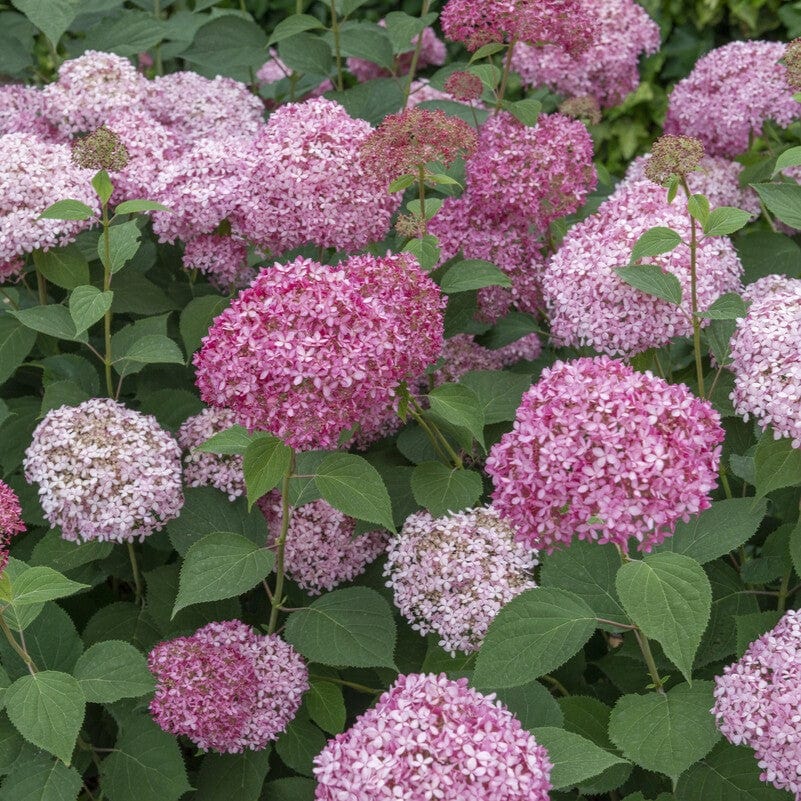 Hydrangea arborescens 'Pink Annabelle' - Image 4
