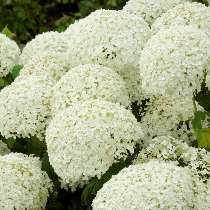 Hydrangea arborescens 'Strong Annabelle' - Image 4