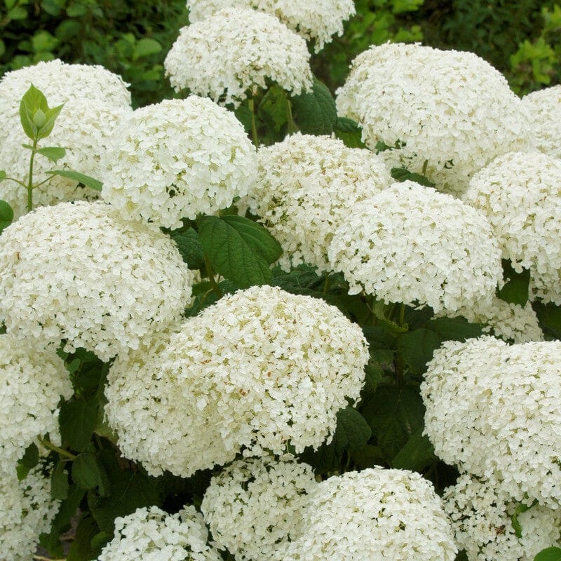 Hydrangea arborescens 'Strong Annabelle' - Image 5