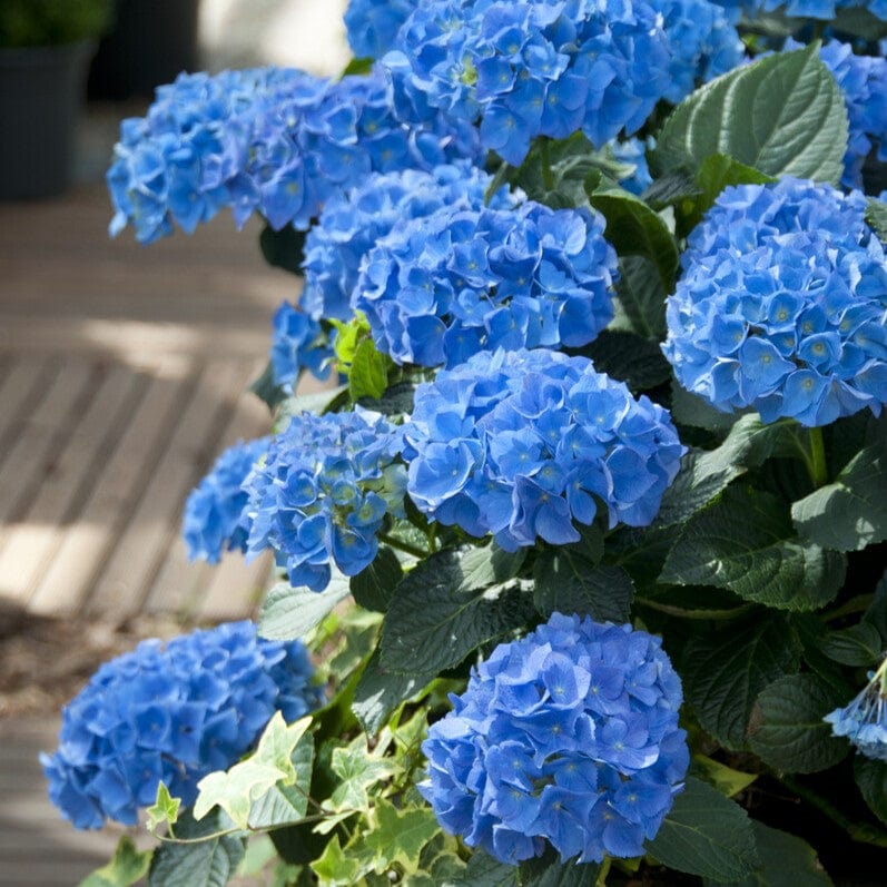 Hydrangea macrophylla 'Nikko Blue'
