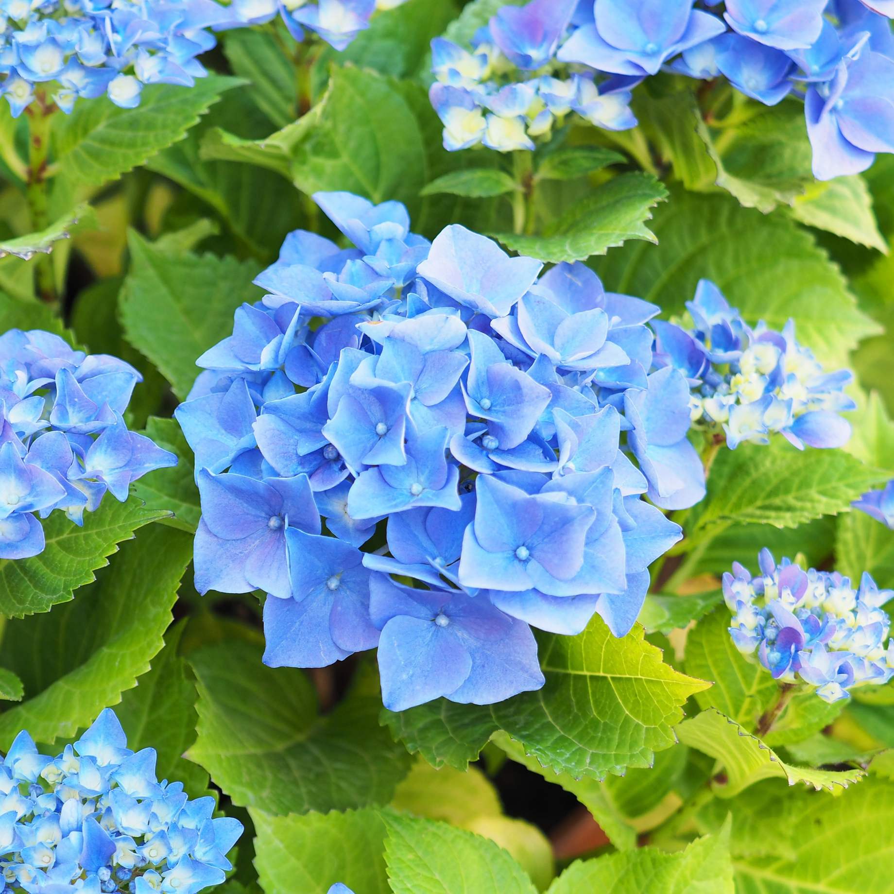 Hydrangea macrophylla 'Nikko Blue' - Image 2