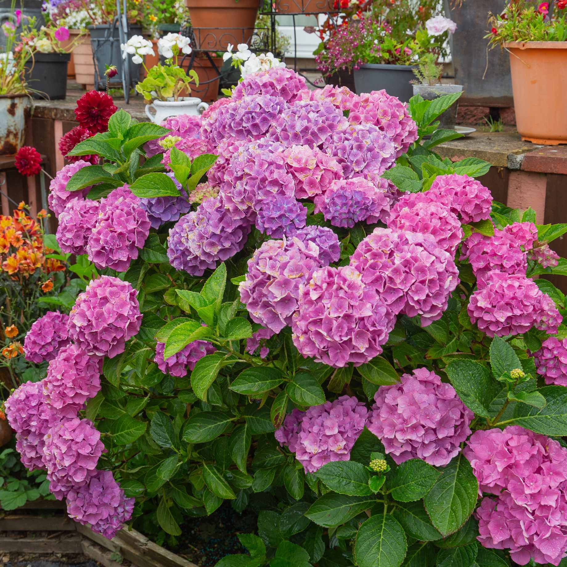 Hydrangea macrophylla 'Bouquet Rose'