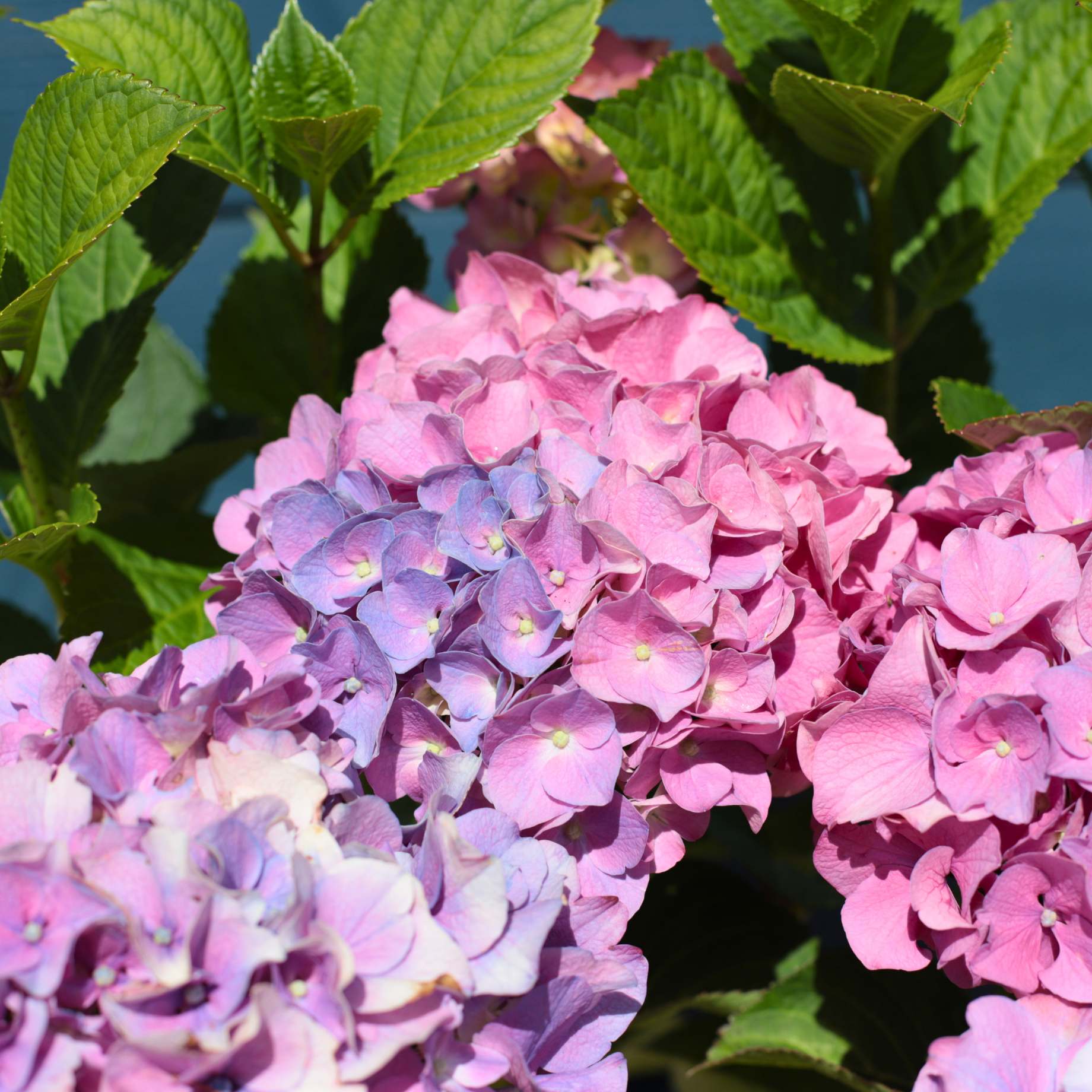 Hydrangea macrophylla 'Bouquet Rose' - Image 2