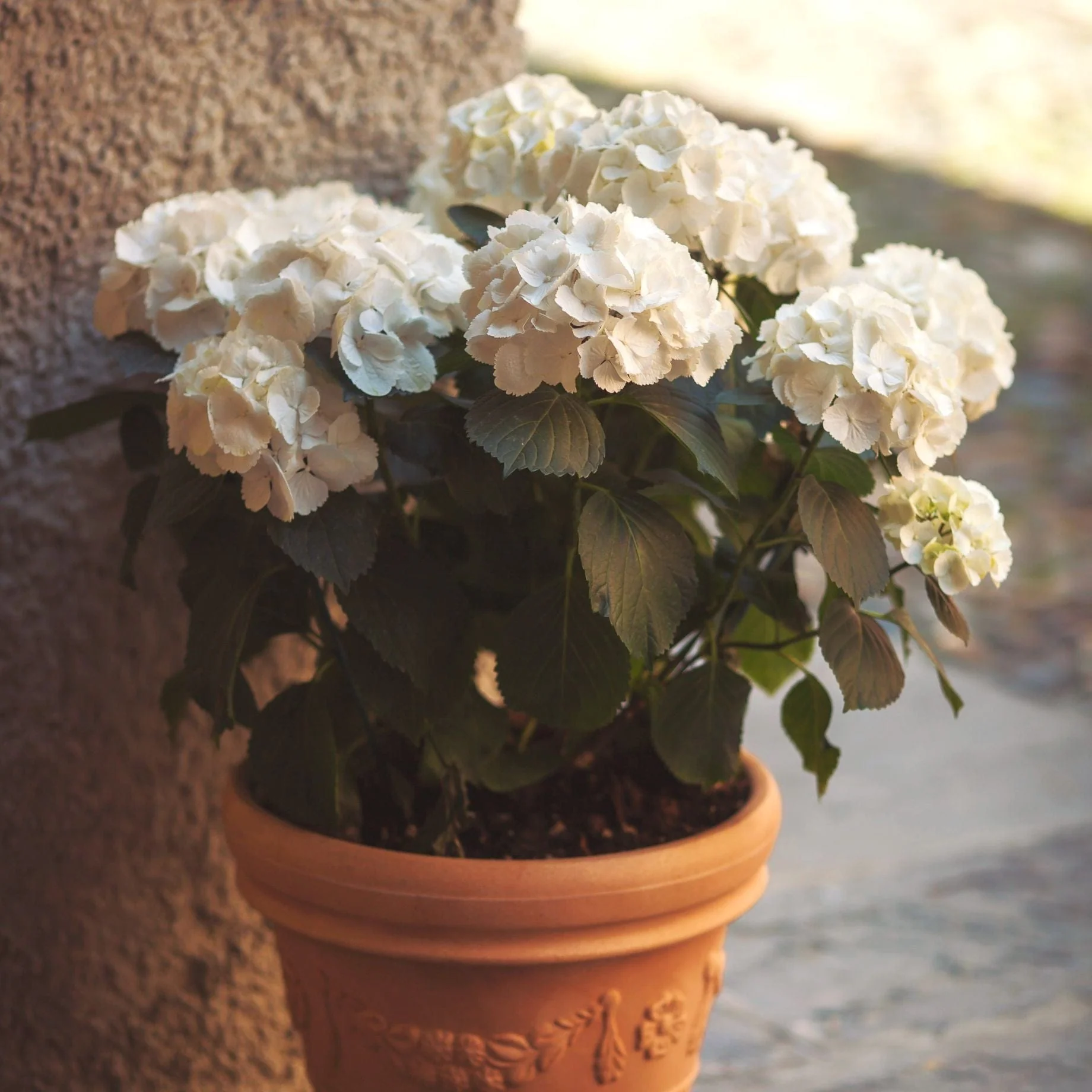 Hydrangea macrophylla 'Little White'