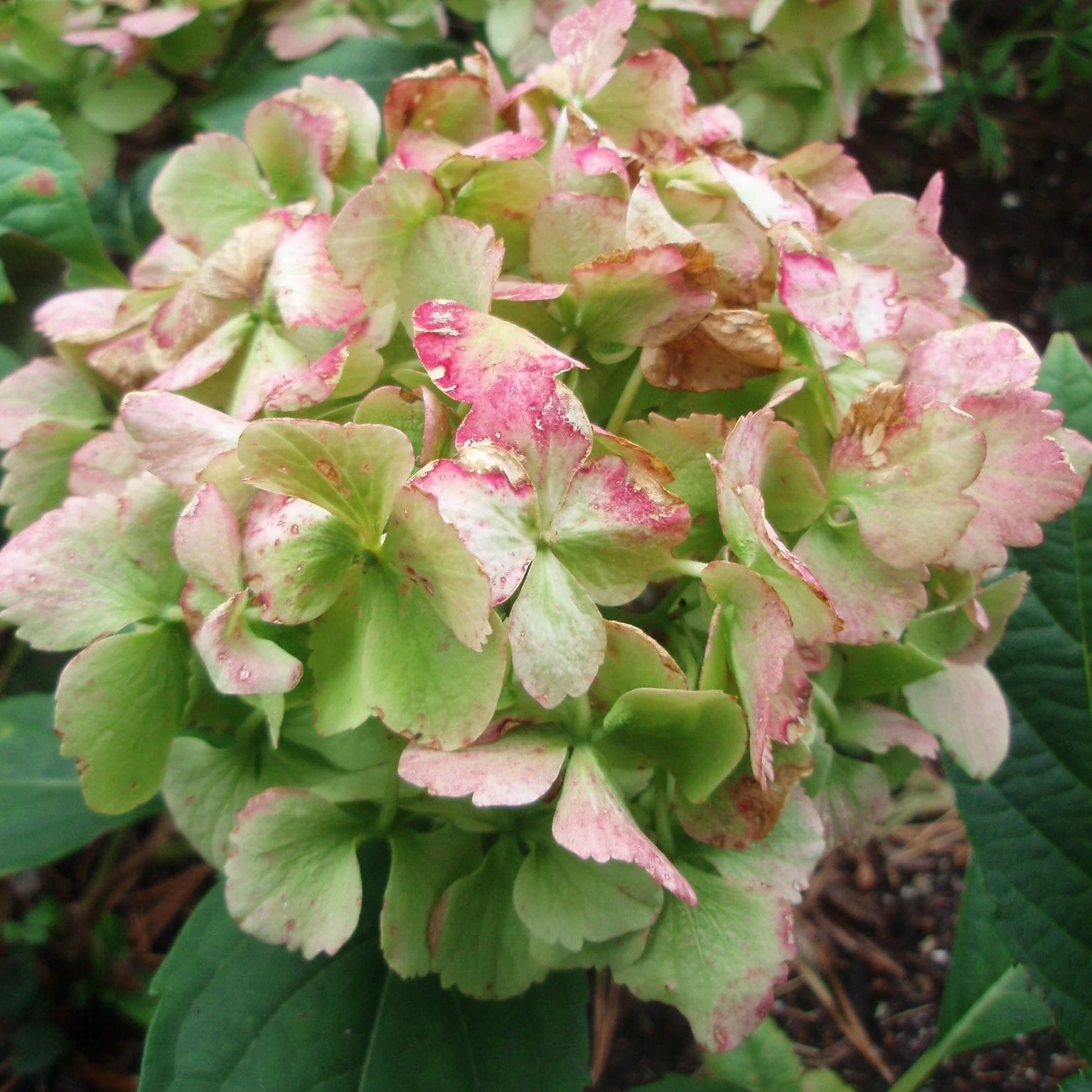 Hydrangea macrophylla 'Madame Emile Mouillere' - Image 2