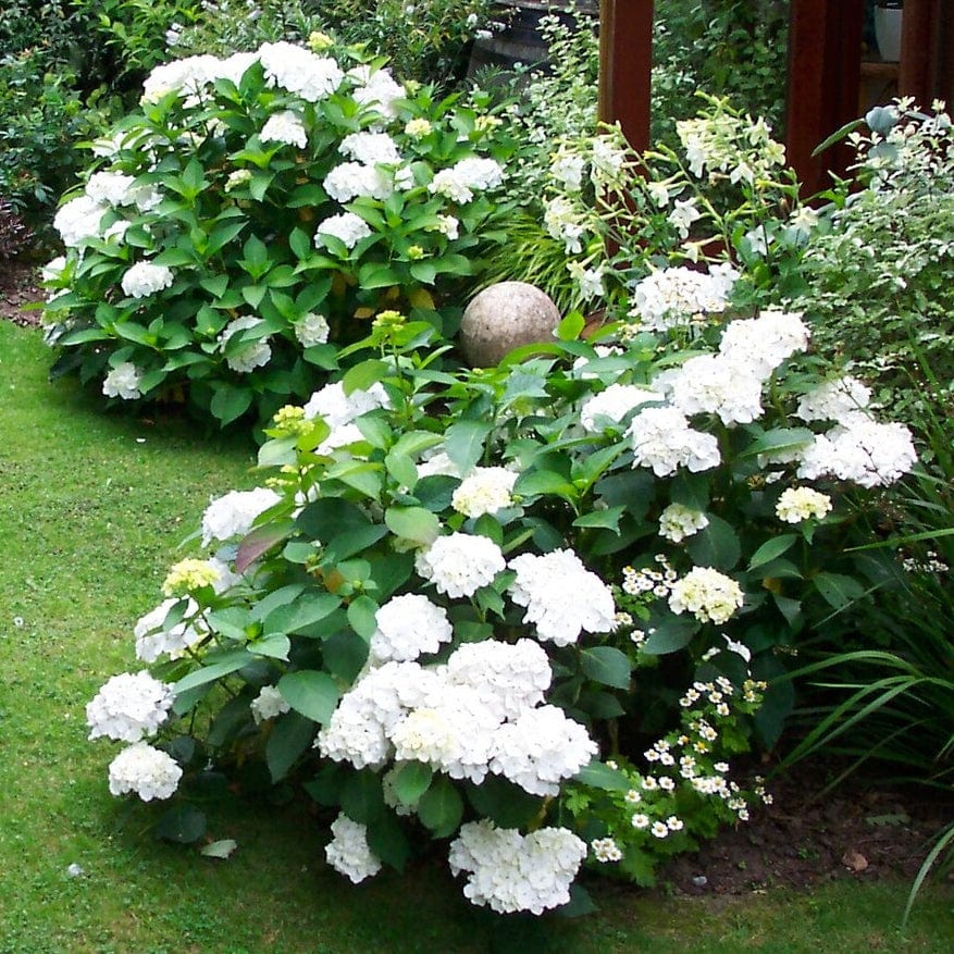Hydrangea macrophylla 'Madame Emile Mouillere' - Image 3