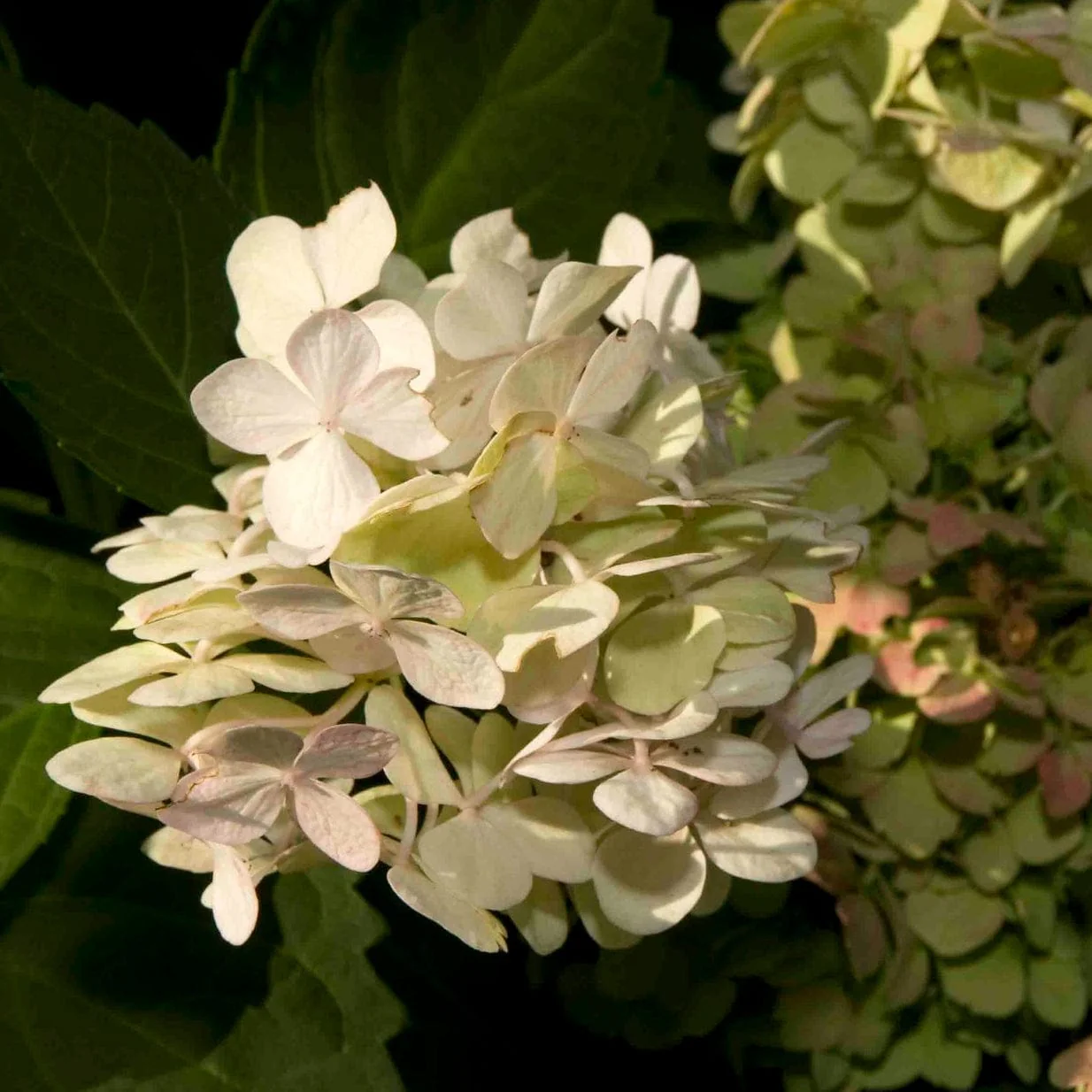 Hydrangea macrophylla 'Madame Emile Mouillere' - Image 4
