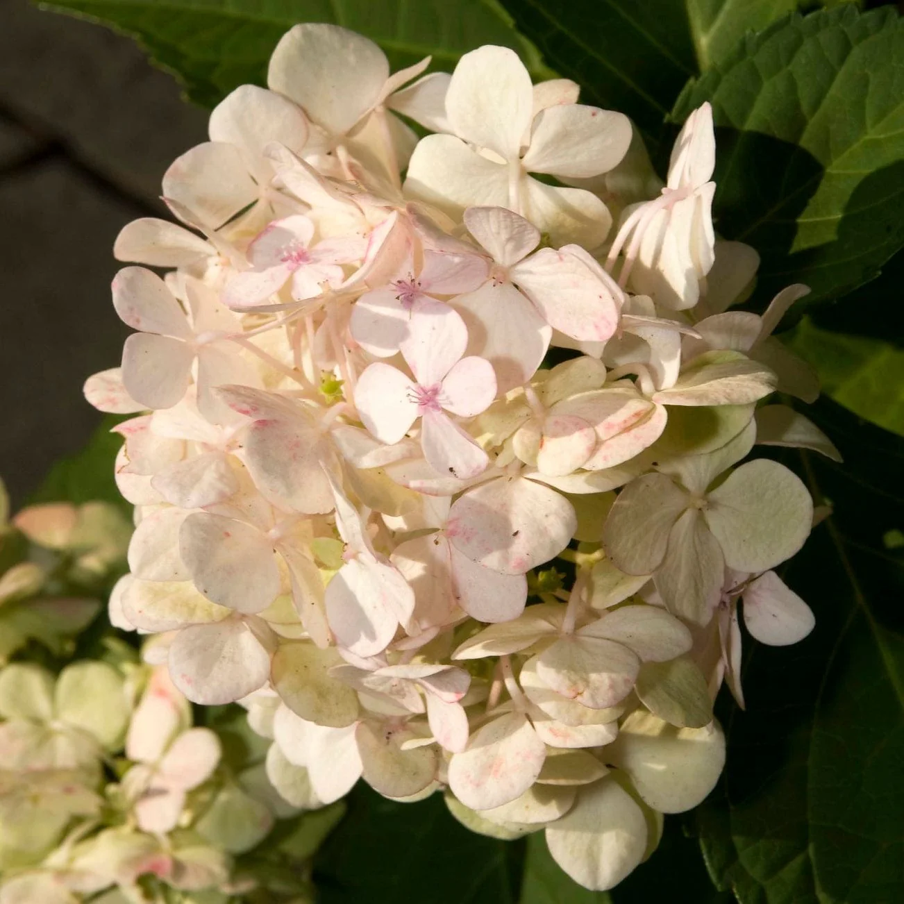 Hydrangea macrophylla 'Madame Emile Mouillere' - Image 5