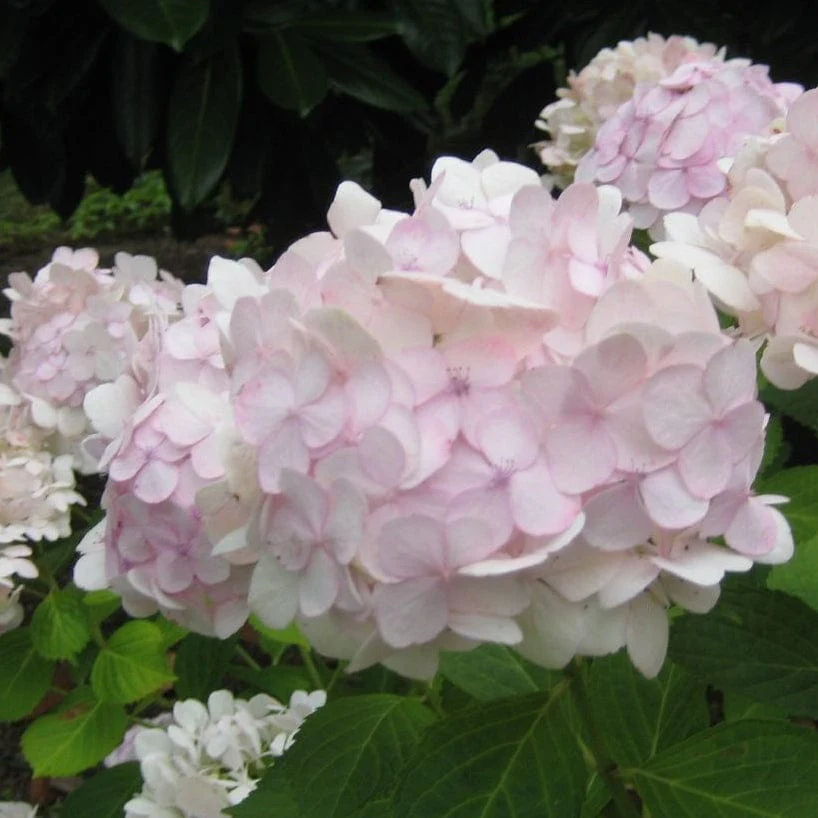 Hydrangea macrophylla 'Madame Emile Mouillere' - Image 6